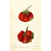 Reproduktion des Gemäldes Fragaria Dew - Deborah Griscom Passmore