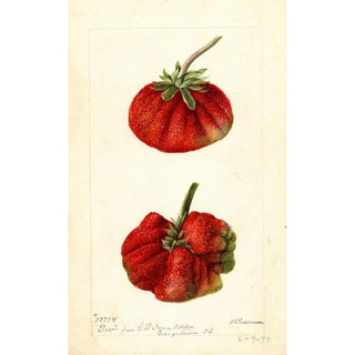 Deborah Griscom Passmore - Fragaria Dew.webp