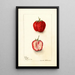 Fragaria Monett - Deborah Griscom Passmore — gerahmtes Bild an der Wand