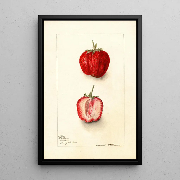 Fragaria Monett - Deborah Griscom Passmore — gerahmtes Bild an der Wand