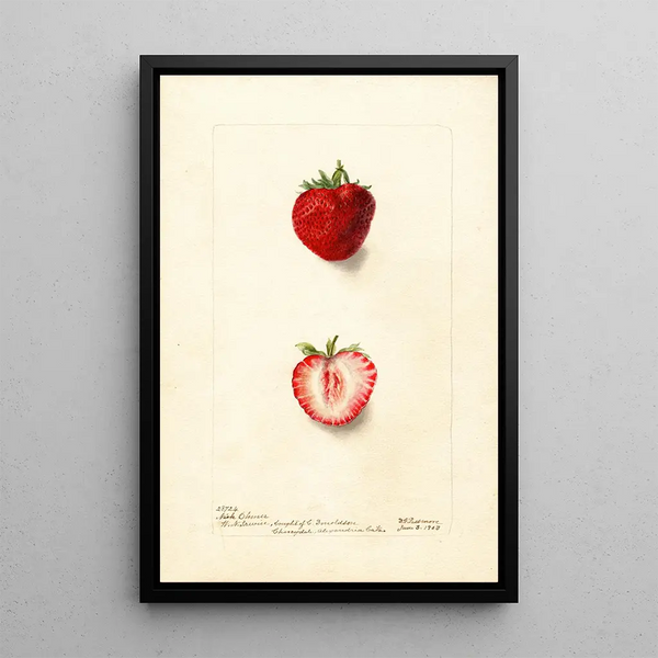 Fragaria Nick Ohmer - Deborah Griscom Passmore — gerahmtes Bild an der Wand