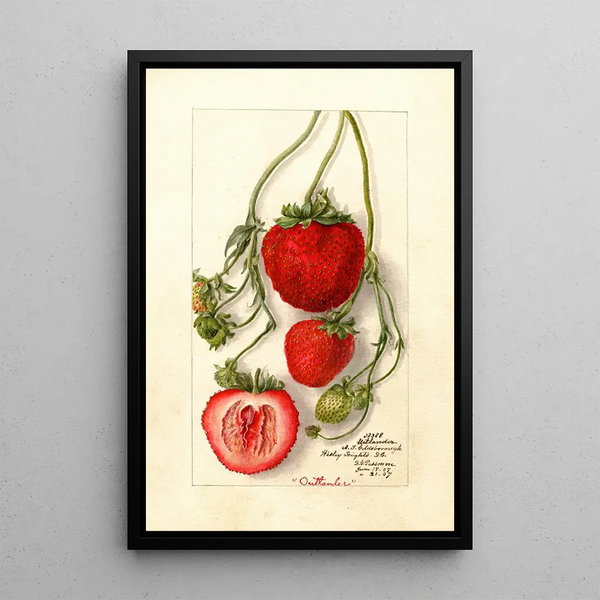 Fragaria Outlander - Deborah Griscom Passmore — gerahmtes Bild an der Wand