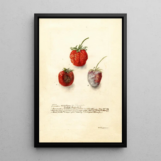 Deborah Griscom Passmore - Fragaria Tennessee.webp