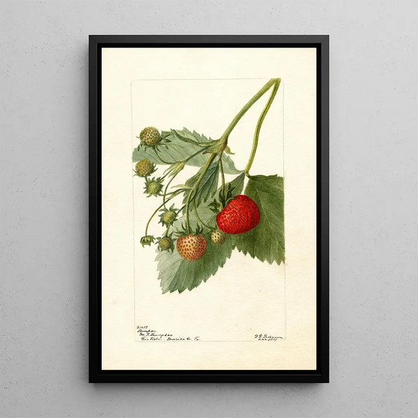 Fragaria Thompson - Deborah Griscom Passmore — gerahmtes Bild an der Wand