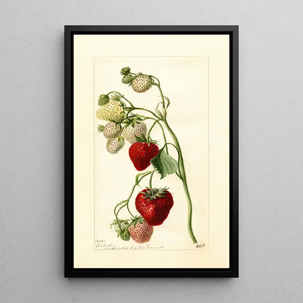 Reproduktion des Gemäldes Fragaria Timbrell - Deborah Griscom Passmore