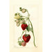 Reproduktion des Gemäldes Fragaria Timbrell - Deborah Griscom Passmore