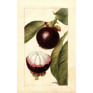 Deborah Griscom Passmore - Garcinia mangostana.webp
