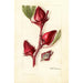 Hibiscus sabdariffa Victor - Deborah Griscom Passmore — Ansicht des Kunstwerks