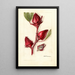 Hibiscus sabdariffa Victor - Deborah Griscom Passmore — gerahmtes Bild an der Wand