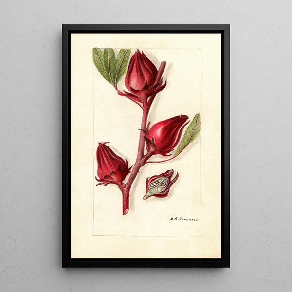 Hibiscus sabdariffa Victor - Deborah Griscom Passmore — gerahmtes Bild an der Wand