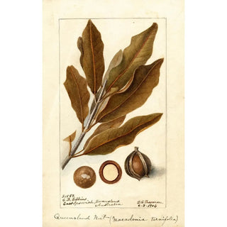 Deborah Griscom Passmore - Macadamia ternifolia.webp