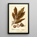 Macadamia ternifolia - Deborah Griscom Passmore — gerahmtes Bild an der Wand