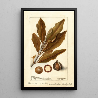 Deborah Griscom Passmore - Macadamia ternifolia.webp