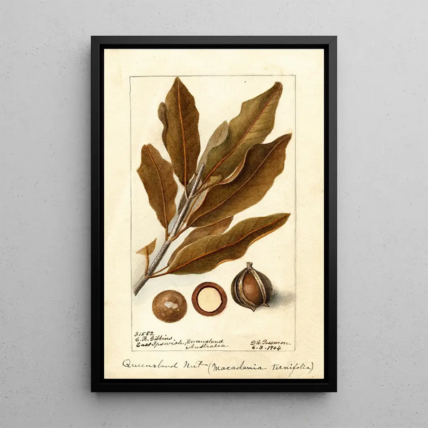 Macadamia ternifolia - Deborah Griscom Passmore — gerahmtes Bild an der Wand