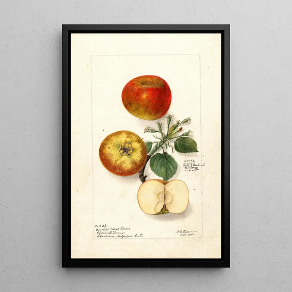 Malus domestica - Deborah Griscom Passmore — gerahmtes Bild an der Wand
