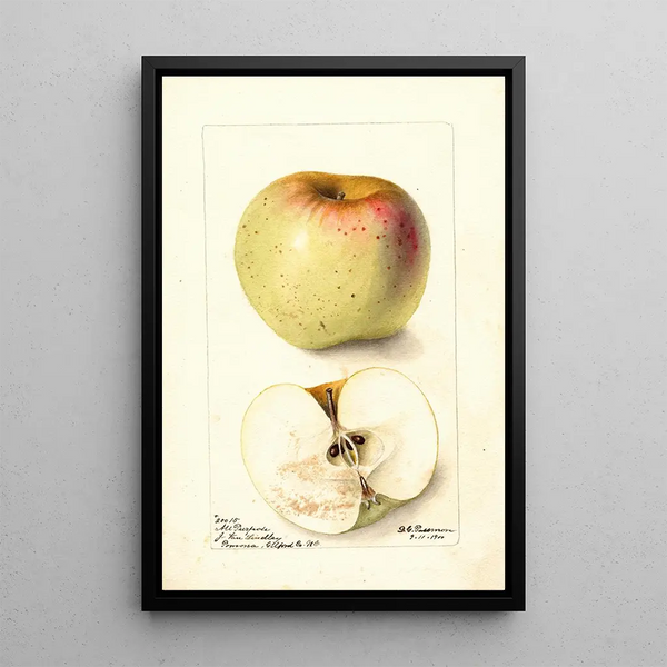Reproduktion des Gemäldes Malus domestica All Purpose - Deborah Griscom Passmore
