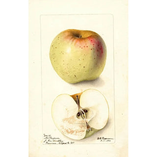 Reproduktion des Gemäldes Malus domestica All Purpose - Deborah Griscom Passmore