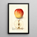 Reproduktion des Gemäldes Malus domestica Allington Pippin - Deborah Griscom Passmore