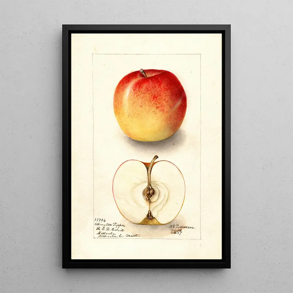 Reproduktion des Gemäldes Malus domestica Allington Pippin - Deborah Griscom Passmore