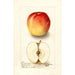 Reproduktion des Gemäldes Malus domestica Allington Pippin - Deborah Griscom Passmore