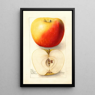 Deborah Griscom Passmore - Malus domestica Banana.webp