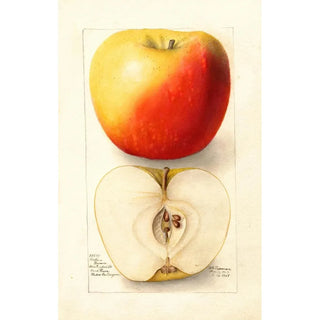 Deborah Griscom Passmore - Malus domestica Banana.webp