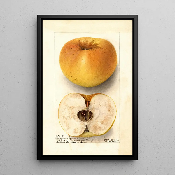 Malus domestica Champion Pippin - Deborah Griscom Passmore — gerahmtes Bild an der Wand