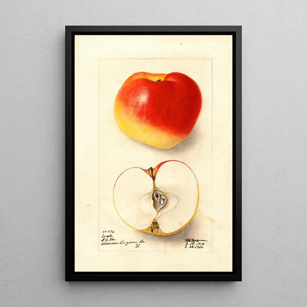 Malus domestica Ewalt - Deborah Griscom Passmore — gerahmtes Bild an der Wand
