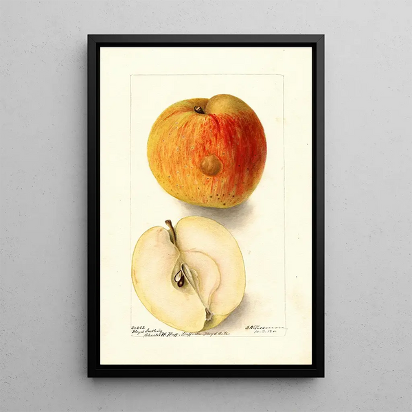 Reproduktion des Gemäldes Malus domestica Floyd - Deborah Griscom Passmore