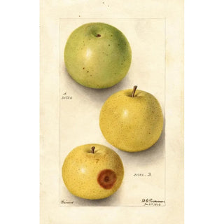 Deborah Griscom Passmore - Malus domestica Grimes.webp