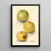 Malus domestica Grimes - Deborah Griscom Passmore — gerahmtes Bild an der Wand