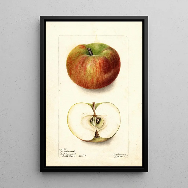 Reproduktion des Gemäldes Malus domestica Keeskemet - Deborah Griscom Passmore