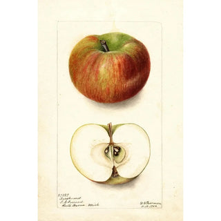 Deborah Griscom Passmore - Malus domestica Keeskemet.webp