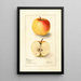 Malus domestica Long Stem Sweet - Deborah Griscom Passmore — gerahmtes Bild an der Wand