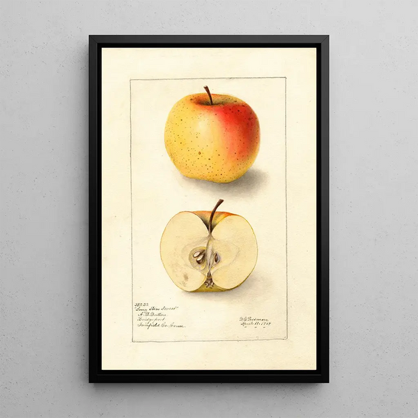 Malus domestica Long Stem Sweet - Deborah Griscom Passmore — gerahmtes Bild an der Wand