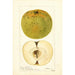 Malus domestica McMillin - Deborah Griscom Passmore — Ansicht des Kunstwerks