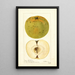 Malus domestica McMillin - Deborah Griscom Passmore — gerahmtes Bild an der Wand