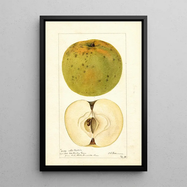 Malus domestica McMillin - Deborah Griscom Passmore — gerahmtes Bild an der Wand