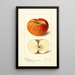 Reproduktion des Gemäldes Malus domestica Ralls - Deborah Griscom Passmore