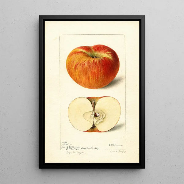 Reproduktion des Gemäldes Malus domestica Ralls - Deborah Griscom Passmore