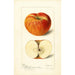 Reproduktion des Gemäldes Malus domestica Ralls - Deborah Griscom Passmore