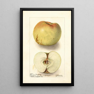 Deborah Griscom Passmore - Malus domestica Sklanka Bogdanoff.webp