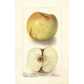 Deborah Griscom Passmore - Malus domestica Sklanka Bogdanoff.webp