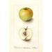 Malus domestica Spohr - Deborah Griscom Passmore — Ansicht des Kunstwerks