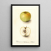 Malus domestica Spohr - Deborah Griscom Passmore — gerahmtes Bild an der Wand