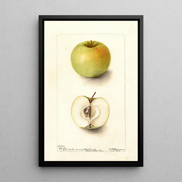 Malus domestica Spohr - Deborah Griscom Passmore — gerahmtes Bild an der Wand