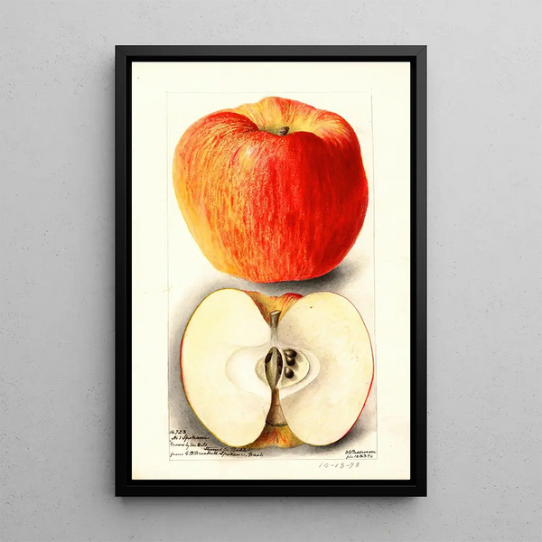 Reproduktion des Gemäldes Malus domestica Spokane - Deborah Griscom Passmore