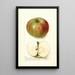 Malus domestica Summer Rambo - Deborah Griscom Passmore — gerahmtes Bild an der Wand