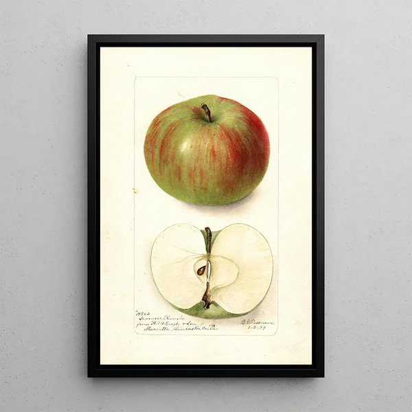Malus domestica Summer Rambo - Deborah Griscom Passmore — gerahmtes Bild an der Wand