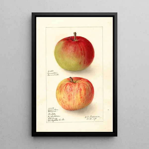 Reproduktion des Gemäldes Malus domestica Wealthy - Deborah Griscom Passmore